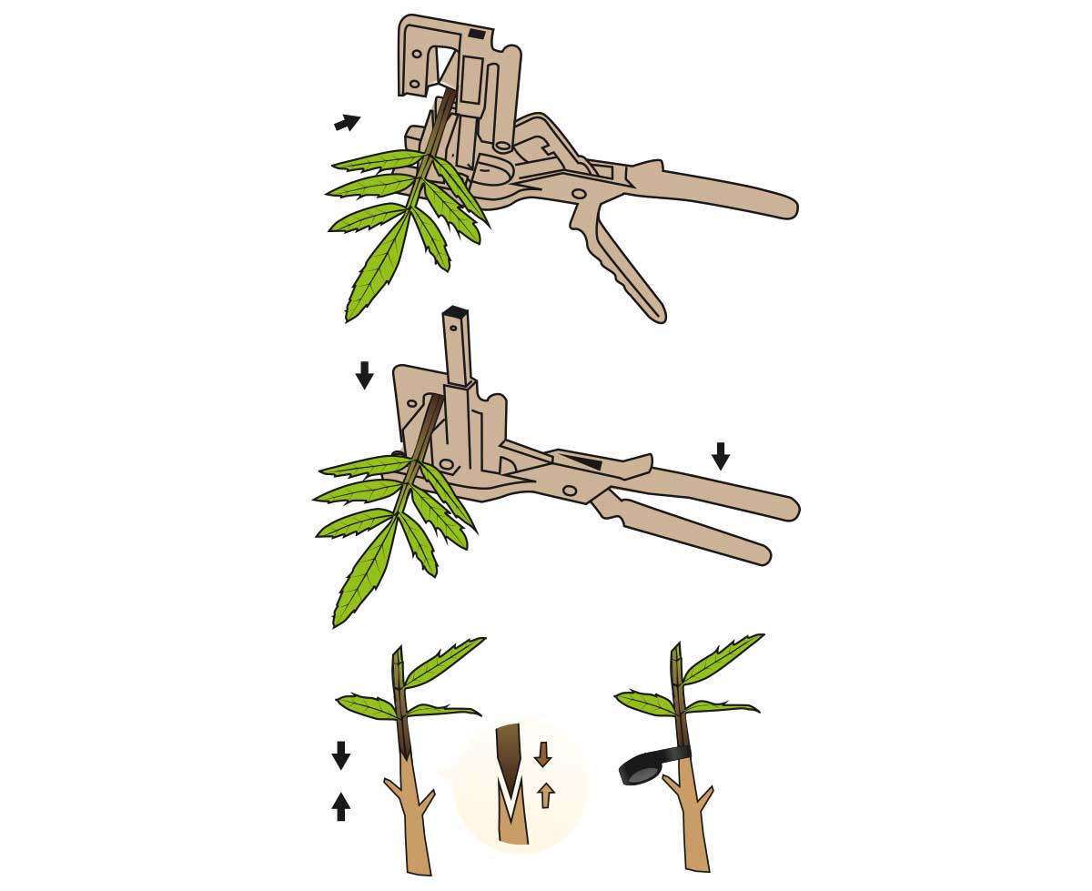 como enxertar 1 - carril.pt  - Carril.pt