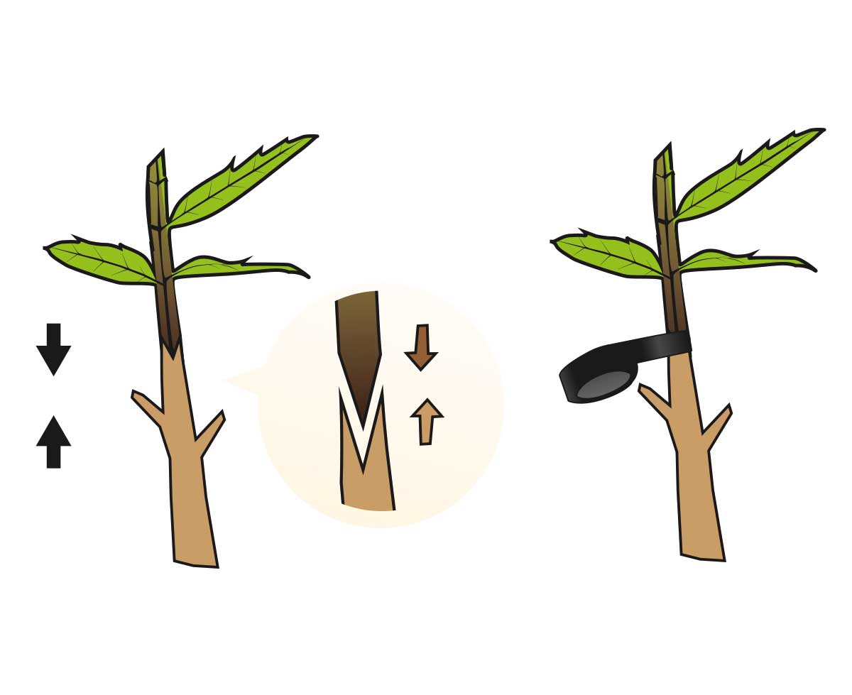 como enxertarcarril 1 - carril.pt  - Carril.pt