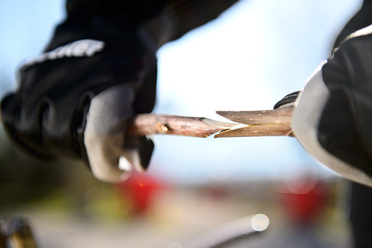 como enxertarcarril 3 - carril.pt  - Carril.pt