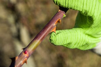 Luvas Anti-espinhos Stocker